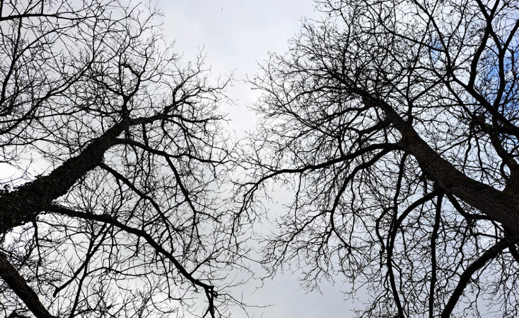 Bäume im Winter mit dem Blick nach oben fotografiert. Die Natur ist auf ihre Essenz reduziert.