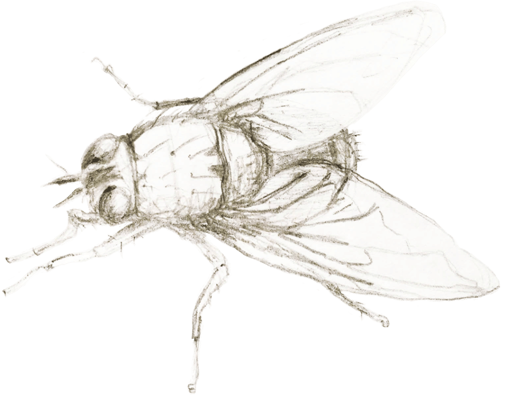 Zeichnung einer Fliege