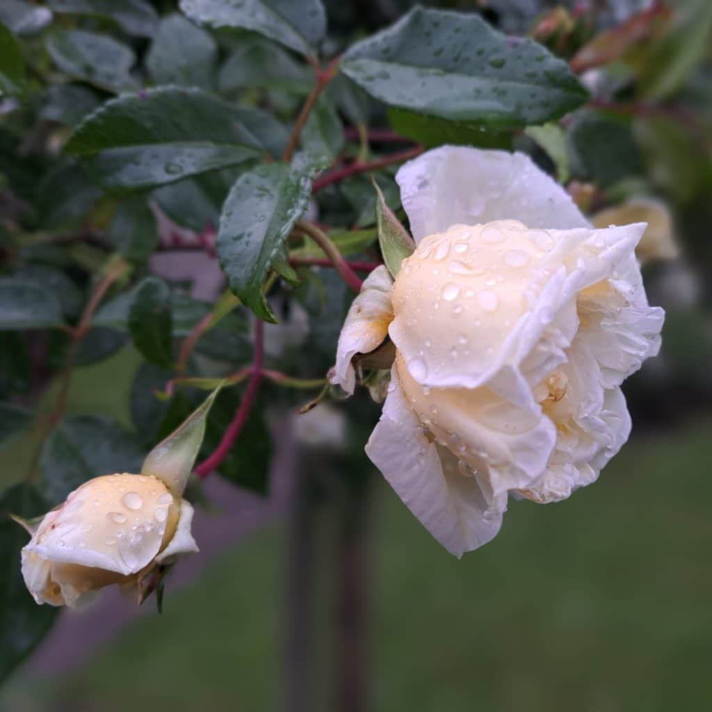 Kartuase Ittingen im Juni: cremefarbene Rose