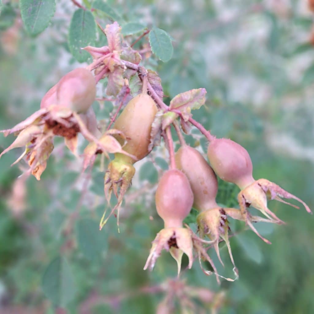 Kartuase Ittingen im Juni: verblühte Rosen