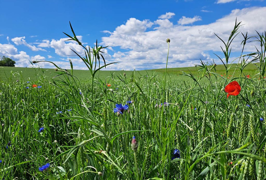 Kartause Ittingen im Thurgau - Feld mit Klatschmohn und Kornblumen