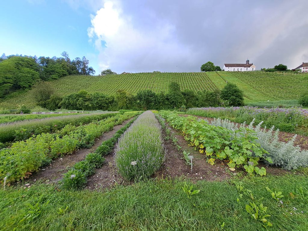 Kloster Ittingen, Blick auf Garten und Weinberge