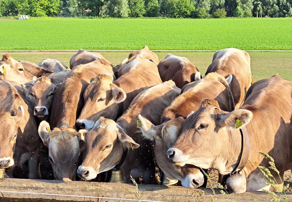 Kartause Ittingen im Thurgau - Kuhherde